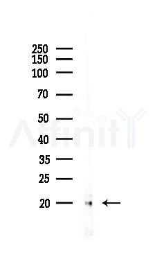 TIMM17A Antibody - Western blot analysis of lysates from HepG2 cells(starvation,24h treatment), using TIMM17A Antibody at 1/1000 dilution.