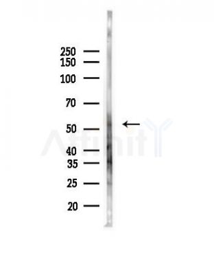 TRIM15 Antibody - Western blot analysis of lysates from Mouse liver, using TRIM15 Antibody at 1/1000 dilution.