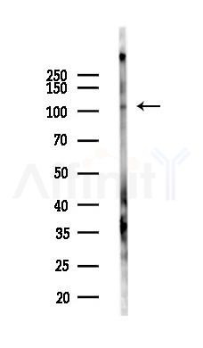 AP2B1 Antibody - Western blot analysis of lysates from Mouse liver, using AP2B1 Antibody at 1/1000 dilution.