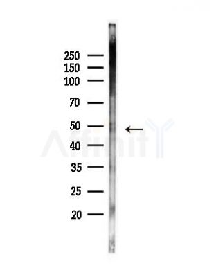 BZW2 Antibody - Western blot analysis of lysates from Hela cells(UV, 30min treatment), using BZW2 Antibody at 1/1000 dilution.