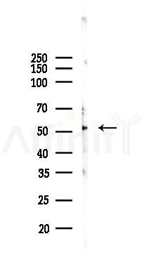 CathepsinF Antibody - Western blot analysis of lysates from PC12 cells(starvation, 24h treatment), using CathepsinF Antibody at 1/1000 dilution.