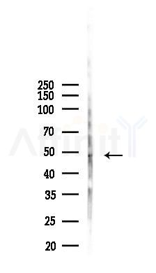 CHST15 Antibody - Western blot analysis of lysates from Rat liver, using CHST15 Antibody at 1/1000 dilution.