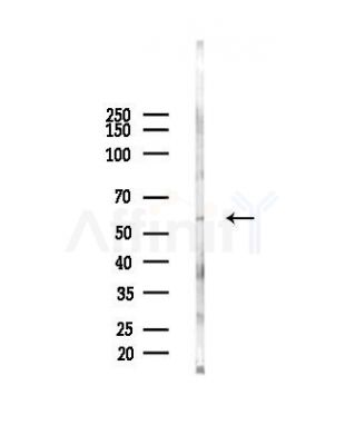 CPNE1 Antibody - Western blot analysis of lysates from Mouse testis, using CPNE1 Antibody at 1/1000 dilution.