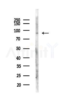CRACR2A Antibody - Western blot analysis of lysates from Mouse liver, using CRACR2A Antibody at 1/1000 dilution.
