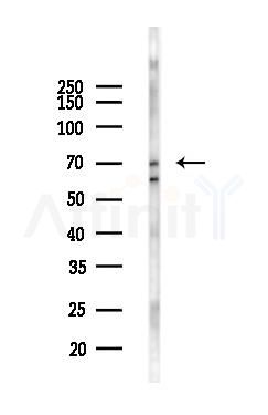 FERMT1 Antibody - Western blot analysis of lysates from Mouse liver, using FERMT1 Antibody at 1/1000 dilution.