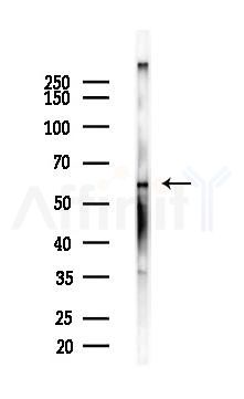 FMO5 Antibody - Western blot analysis of lysates from Mouse liver, using FMO5 Antibody at 1/1000 dilution.