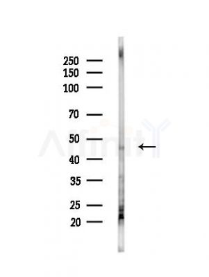 FUT6 Antibody - Western blot analysis of lysates from B16F10-LUC cells(heat-shock,45min treatment), using FUT6 Antibody at 1/1000 dilution.