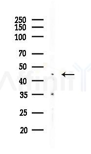 FUT6 Antibody - Western blot analysis of lysates from Hela cells(LPS, 4h treatment), using FUT6 Antibody at 1/1000 dilution.