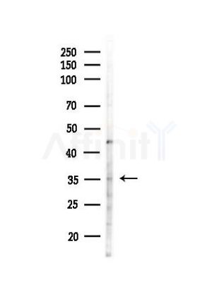 HNRNPH3 Antibody - Western blot analysis of lysates from RAW264.