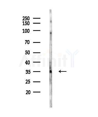 HTRA1 Antibody - Western blot analysis of lysates from Mouse testis, using HTRA1 Antibody at 1/1000 dilution.