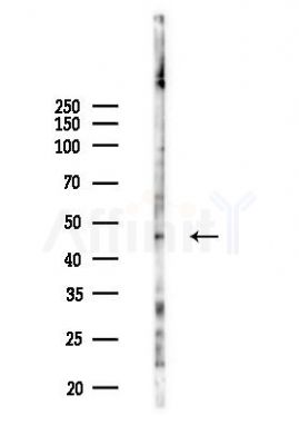 KLF10 Antibody - Western blot analysis of lysates from HepG2 cells(heat-shock,45min treatment), using KLF10 Antibody at 1/1000 dilution.