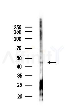 KLF13 Antibody - Western blot analysis of lysates from HUVEC cells(starvation,24h treatment), using KLF13 Antibody at 1/1000 dilution.