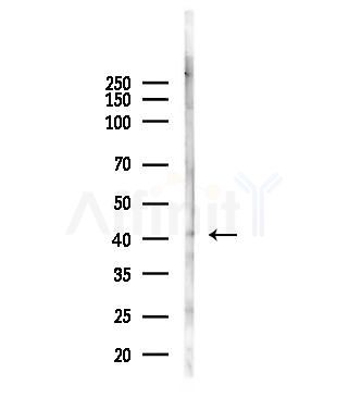 KLF6 Antibody - Western blot analysis of lysates from Mouse liver, using KLF6 Antibody at 1/1000 dilution.