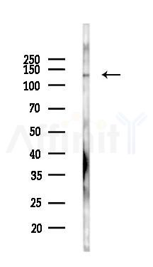 LARS Antibody - Western blot analysis of lysates from Mouse liver, using LARS Antibody at 1/1000 dilution.