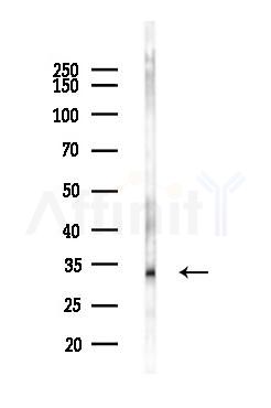 MDH2 Antibody - Western blot analysis of lysates from Mouse liver, using MDH2 Antibody at 1/1000 dilution.