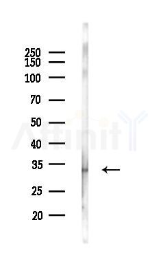 MDH2 Antibody - Western blot analysis of lysates from COLO205 cells(LPS,4h treatment), using MDH2 Antibody at 1/1000 dilution.