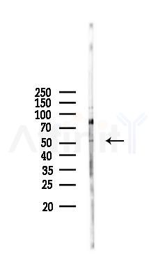 MIER3 Antibody - Western blot analysis of lysates from Rat liver, using MIER3 Antibody at 1/1000 dilution.