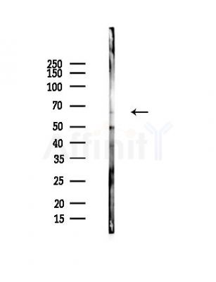 NELFB Antibody - Western blot analysis of lysates from LoVo cells(heat-shock,45min treatment), using NELFB Antibody at 1/1000 dilution.