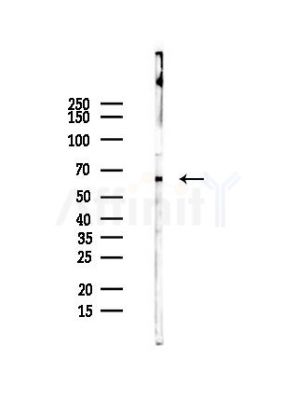 NELFB Antibody - Western blot analysis of lysates from HUVEC cells(heat-shock,45min treatment), using NELFB Antibody at 1/1000 dilution.