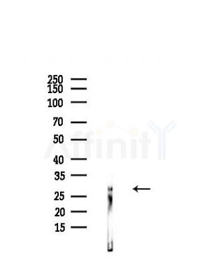 NIP30 Antibody - Western blot analysis of lysates from LoVo cells(heat-shock,45min treatment), using NIP30 Antibody at 1/1000 dilution.