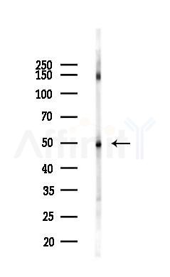 CD36 Antibody - Western blot analysis of lysates from Mouse liver, using CD36 Antibody at 1/1000 dilution.
