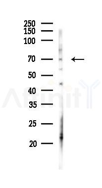 Chromogranin C Antibody - Western blot analysis of lysates from PC12 cells(starvation, 24h treatment), using Chromogranin C Antibody at 1/1000 dilution.