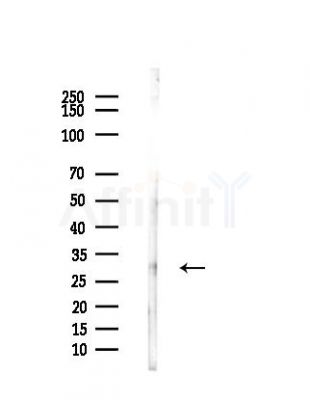 PU.1/Spi1 Antibody - Western blot analysis of lysates from Mouse liver, using PU.