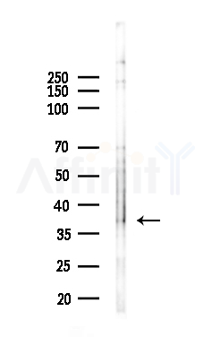GDF8 / Myostatin Antibody - Western blot analysis of lysates from HUVEC cells(UV,30min treatment), using GDF8 / Myostatin Antibody at 1/1000 dilution.