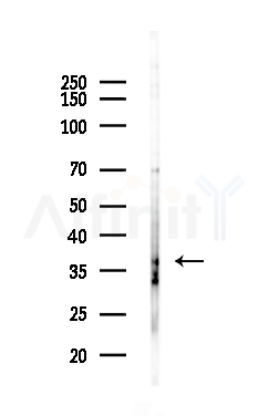 GDF8 / Myostatin Antibody - Western blot analysis of lysates from Hela cells(starvation,24h treatment), using GDF8 / Myostatin Antibody at 1/1000 dilution.