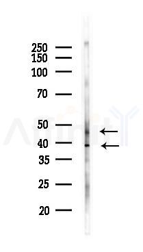 CD14 Antibody - Western blot analysis of lysates from Rat brain, using CD14 Antibody at 1/1000 dilution.
