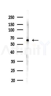 Lingo1 Antibody - Western blot analysis of lysates from Mouse testis, using Lingo1 Antibody at 1/1000 dilution.