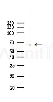 Lingo1 Antibody - Western blot analysis of lysates from PC12 cells, using Lingo1 Antibody at 1/1000 dilution.