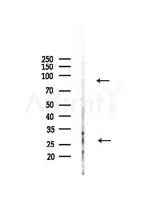 Endomucin Antibody - Western blot analysis of lysates from RAW264.