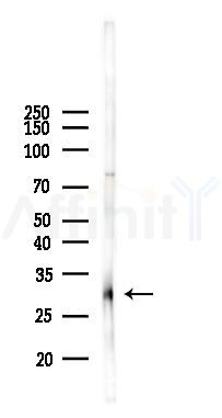 Slap Antibody - Western blot analysis of lysates from PC12 cells, using Slap Antibody at 1/1000 dilution.