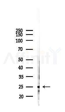 GODZ Antibody - Western blot analysis of lysates from RAW264.