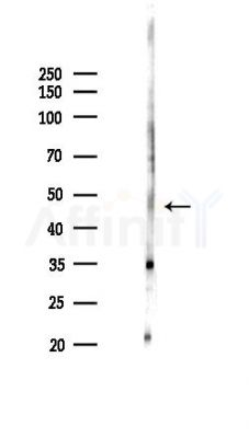 C6orf134 Antibody - Western blot analysis of lysates from Hela cells(LPS,4h treatment), using C6orf134 Antibody at 1/1000 dilution.