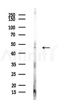 FAH Antibody - Western blot analysis of lysates from Hela cells(heat-shock,45min treatment), using Fumarylacetoacetate hydrolase Antibody at 1/1000 dilution.