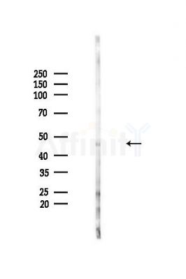MST4 Antibody - Western blot analysis of lysates from Mouse brain, using MST4 Antibody at 1/1000 dilution.