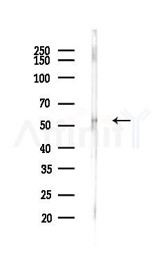 ESE1 Antibody - Western blot analysis of lysates from Mouse liver, using ESE1 Antibody at 1/1000 dilution.