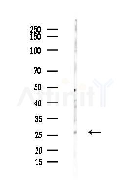 PHAP1 Antibody - Western blot analysis of lysates from Hela cells(heat-shock,45min treatment), using PHAP1 Antibody at 1/1000 dilution.