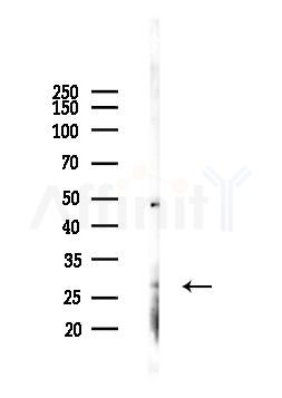 PHAP1 Antibody - Western blot analysis of lysates from COLO205 cells(LPS, 4h treatment), using PHAP1 Antibody at 1/1000 dilution.
