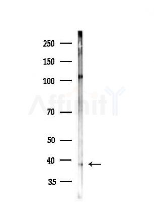 Necdin Antibody - Western blot analysis of lysates from A2780 cells, using Necdin Antibody at 1/1000 dilution.