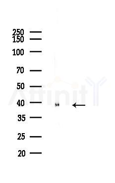Ornithine Carbamoyltransferase Antibody - Western blot analysis of lysates from Mouse liver, using Ornithine Carbamoyltransferase Antibody at 1/1000 dilution.