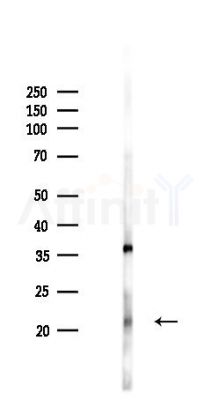 NPW Antibody - Western blot analysis of lysates from Rat liver, using NPW Antibody at 1/1000 dilution.