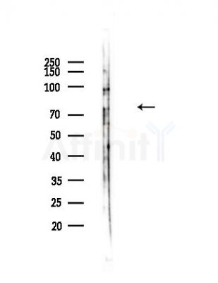 PDE1C Antibody - Western blot analysis of lysates from EC304 cells(LPS,30min treatment), using PDE1C Antibody at 1/1000 dilution.