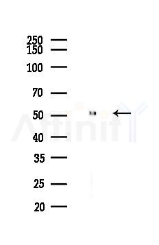 Melanopsin Antibody - Western blot analysis of lysates from Mouse liver, using Melanopsin Antibody at 1/1000 dilution.