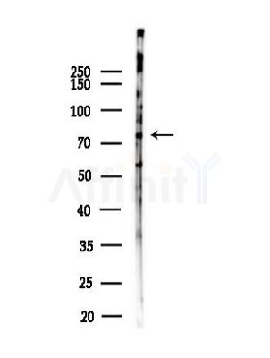PARN Antibody - Western blot analysis of lysates from Mouse testis, using PARN Antibody at 1/1000 dilution.