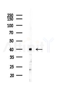 Connexin 40 / GJA5 Antibody - Western blot analysis of lysates from Mouse liver, using Connexin 40 / GJA5 Antibody at 1/1000 dilution.
