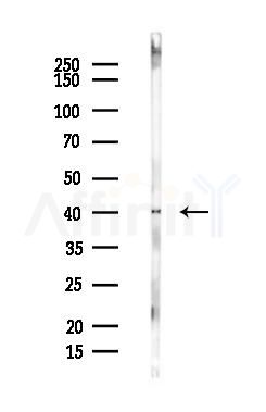 FOXQ1 Antibody - Western blot analysis of lysates from Hela cells(heat-shock,45min treatment), using FOXQ1 Antibody at 1/1000 dilution.