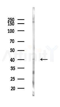 FOXQ1 Antibody - Western blot analysis of lysates from Mouse liver, using FOXQ1 Antibody at 1/1000 dilution.